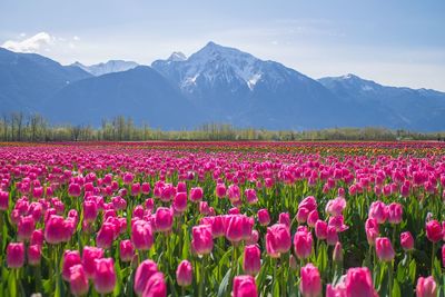Pink flowers growing in field