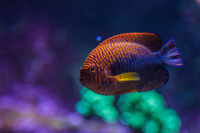 Close-up of fish swimming in sea