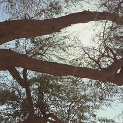 Low angle view of bare trees against sky