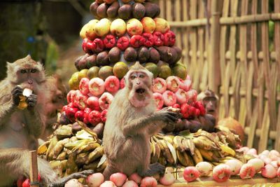 Close-up of monkey eating food