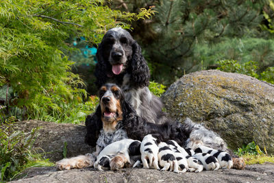 View of dogs on rock against trees