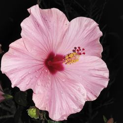 Close-up of pink hibiscus flower