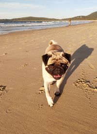 Dog on beach