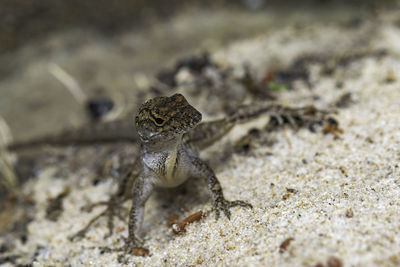 Close-up of crab on sand