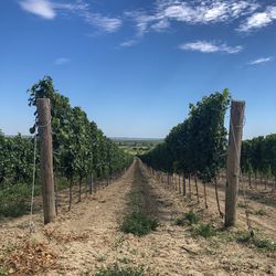 Panoramic view of vineyard against sky