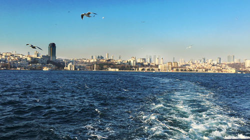 Seagulls flying over sea and buildings in background