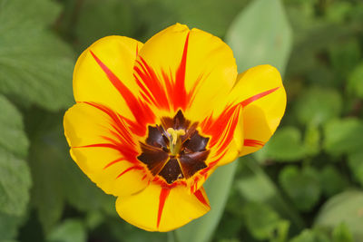 Close-up of yellow flower