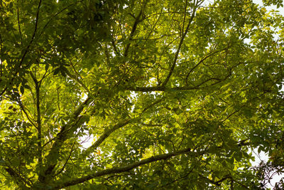 Low angle view of trees