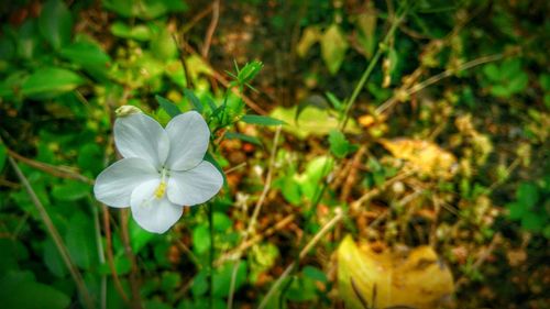 Close-up of white flowers