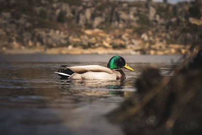 Duck on a lake