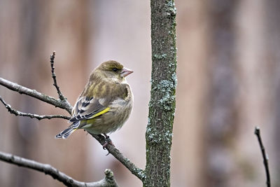 Close-up of bird perching on branch