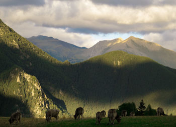 View of horses grazing in field