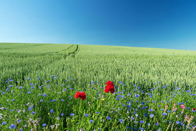 Scenic view of flowering field against clear blue sky