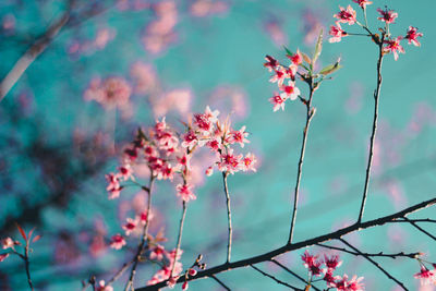 Close-up of pink cherry blossom tree