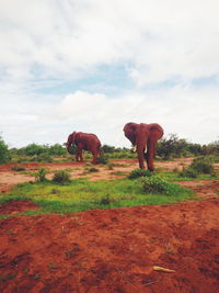 Elephant standing on field against sky