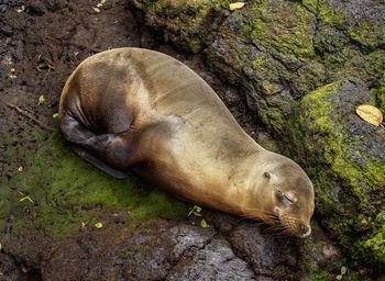 High angle view of sea lion sleeping on rock