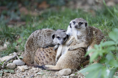 Meerkats in the savannah