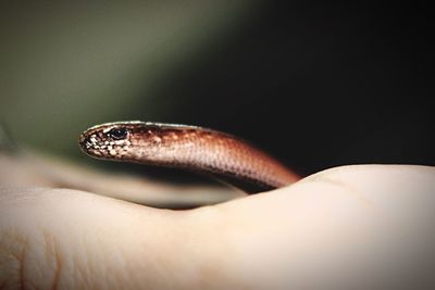 Close-up of slow worm on hand