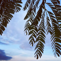 Low angle view of leaves on tree against sky