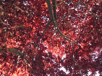 Low angle view of tree against sky during autumn