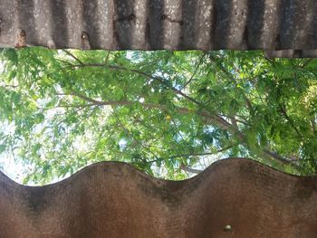 Close-up of lizard on tree