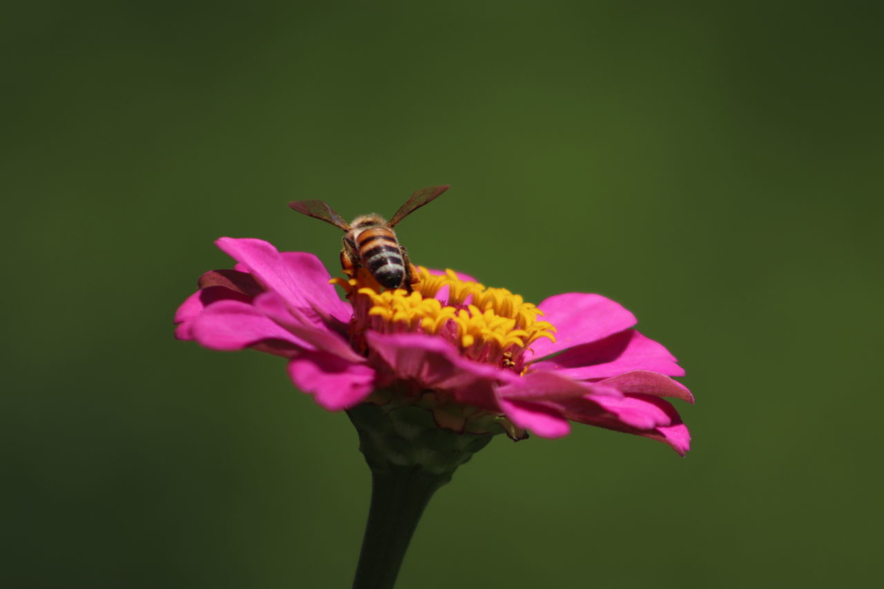 CLOSE-UP OF HONEY BEE POLLINATING ON FLOWER