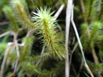 Close-up of plant
