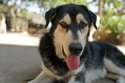 Close-up portrait of dog sticking out tongue outdoors