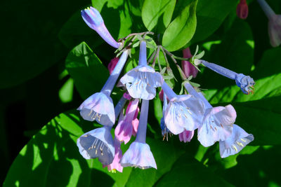 Close-up of purple flowering plant