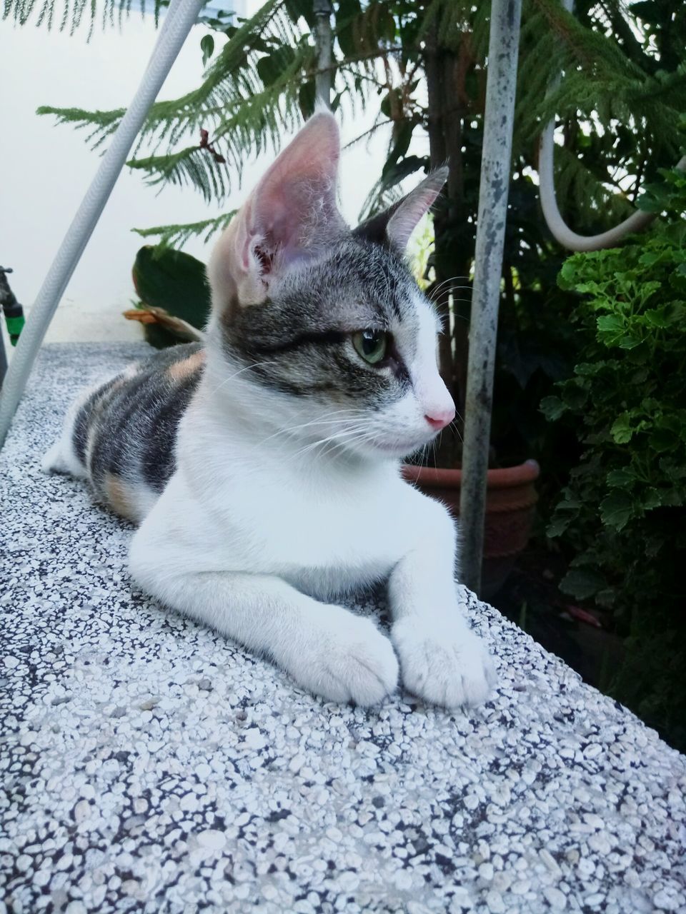 domestic cat, animal themes, domestic animals, pets, mammal, one animal, feline, cat, no people, day, plant, sitting, outdoors, nature, portrait, close-up