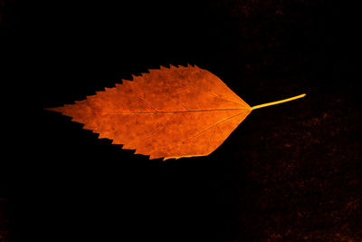 Close-up of autumnal leaf against black background