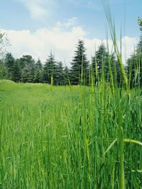 Scenic view of grassy field against sky