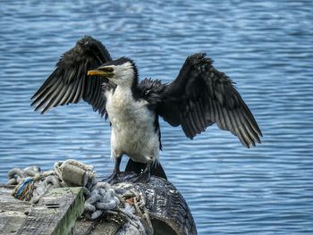 Birds in water