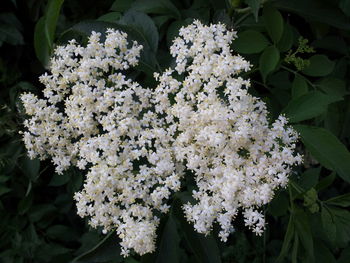 Close-up of blossom