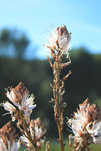 Close-up of wilted flowering plant on field