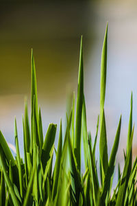 Close-up of plants