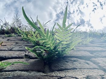 Close-up of succulent plant on field against sky