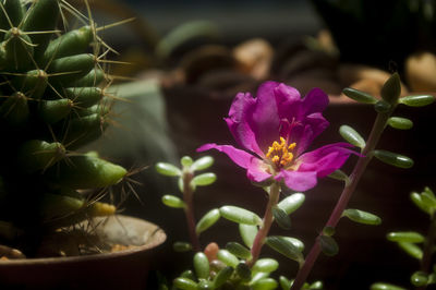 Close-up of pink flowers