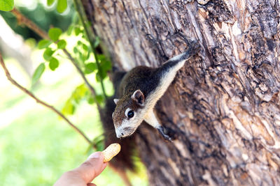 Cropped hand of person feeding peanut to squirrel on tree trunk