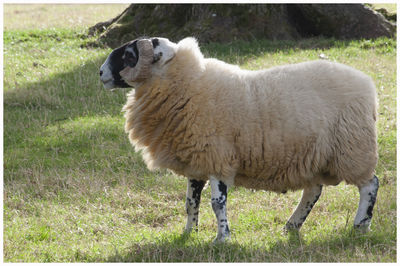 Sheep standing in a field