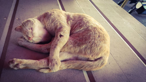 High angle view of cat sleeping on floor
