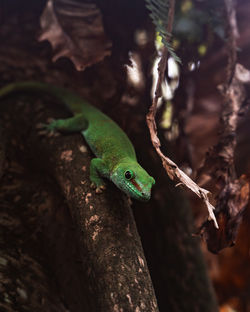 Close-up of lizard on tree trunk