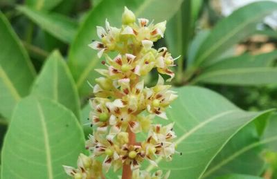 Close-up of yellow flowers