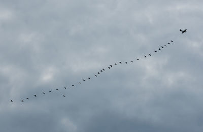 Airplane with flock of birds flying against cloudy sky