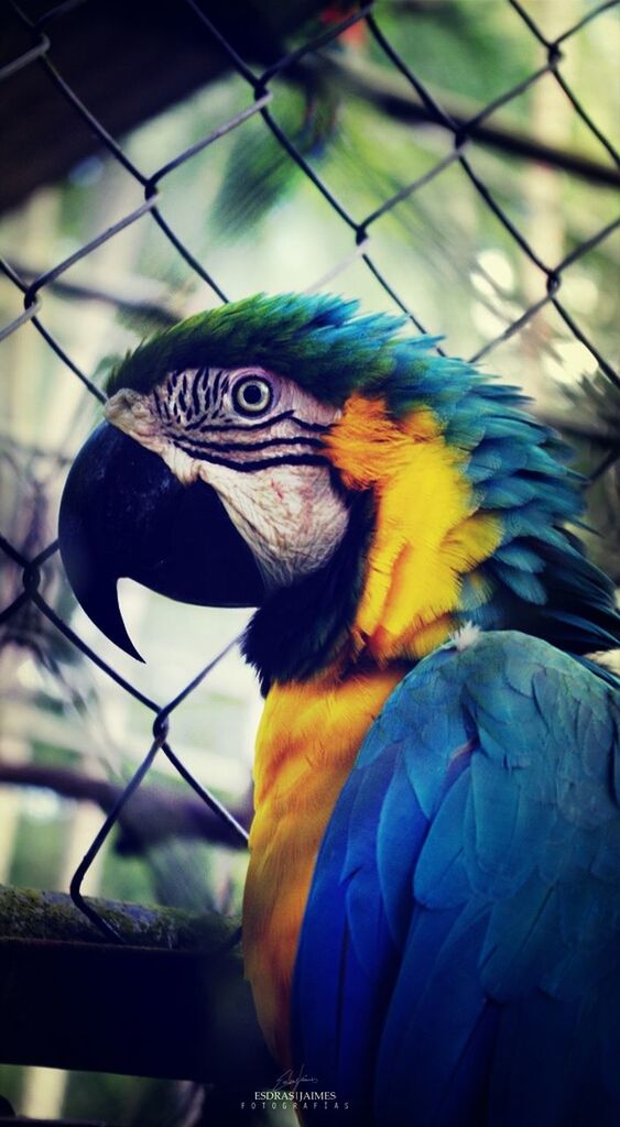 animal themes, one animal, bird, animals in the wild, parrot, cage, wildlife, animal head, focus on foreground, perching, animals in captivity, close-up, zoo, beak, fence, looking away, birdcage, multi colored, portrait