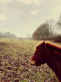 View of a dog on field