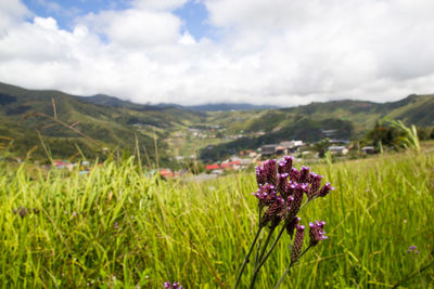 Purple flowering plants on field