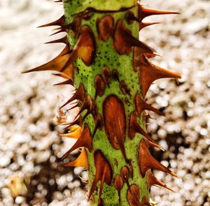 Close-up of cactus growing outdoors
