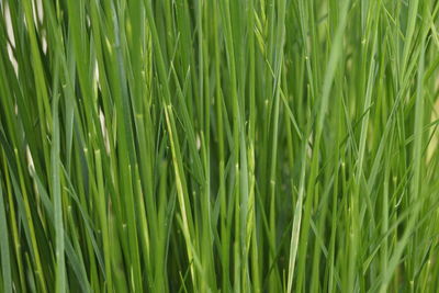 Full frame shot of grass growing on field