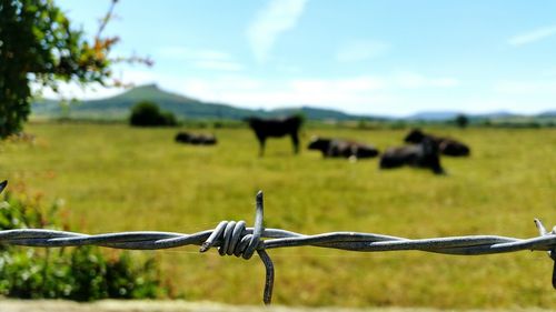 Barbed wire fence on field against sky